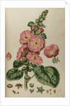 Hollyhock by Johann Sebastian Müller
