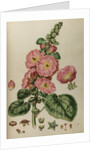 Hollyhock by Johann Sebastian Müller