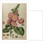 Hollyhock by Johann Sebastian Müller
