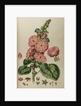 Hollyhock by Johann Sebastian Müller