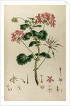 African crane’s bill by Johann Sebastian Müller