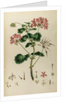 African crane’s bill by Johann Sebastian Müller