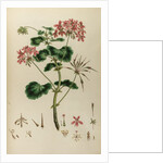 African crane’s bill by Johann Sebastian Müller