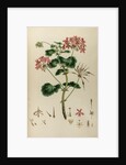 African crane’s bill by Johann Sebastian Müller