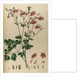 Aquilegia by Johann Sebastian Müller