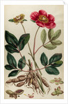 Peony by Johann Sebastian Müller