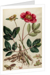 Peony by Johann Sebastian Müller