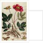 Peony by Johann Sebastian Müller