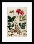 Peony by Johann Sebastian Müller