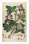 Bramble by Johann Sebastian Müller