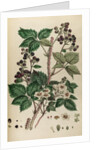 Bramble by Johann Sebastian Müller