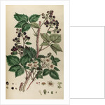 Bramble by Johann Sebastian Müller