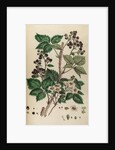 Bramble by Johann Sebastian Müller