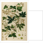 Hop by Johann Sebastian Müller