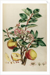 Codlin apple by Johann Sebastian Müller