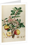 Codlin apple by Johann Sebastian Müller