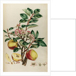 Codlin apple by Johann Sebastian Müller