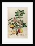 Codlin apple by Johann Sebastian Müller
