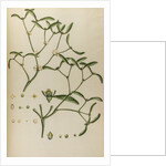 Missletoe by Johann Sebastian Müller