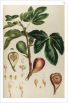 Fig by Johann Sebastian Müller