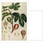 Fig by Johann Sebastian Müller