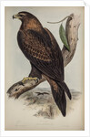 Wedge-tailed eagle by Henry Constantine Richter; Charles Joseph Hullmandel