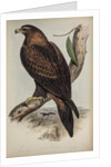 Wedge-tailed eagle by Henry Constantine Richter; Charles Joseph Hullmandel