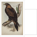 Wedge-tailed eagle by Henry Constantine Richter; Charles Joseph Hullmandel