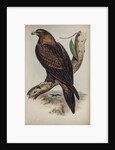 Wedge-tailed eagle by Henry Constantine Richter; Charles Joseph Hullmandel