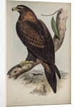 Wedge-tailed eagle by Henry Constantine Richter; Charles Joseph Hullmandel