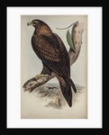 Wedge-tailed eagle by Henry Constantine Richter; Charles Joseph Hullmandel