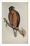 Little Australian eagle by Henry Constantine Richter; Charles Joseph Hullmandel