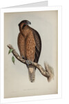 Little Australian eagle by Henry Constantine Richter; Charles Joseph Hullmandel