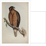 Little Australian eagle by Henry Constantine Richter; Charles Joseph Hullmandel