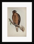 Little Australian eagle by Henry Constantine Richter; Charles Joseph Hullmandel