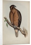 Little Australian eagle by Henry Constantine Richter; Charles Joseph Hullmandel