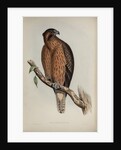 Little Australian eagle by Henry Constantine Richter; Charles Joseph Hullmandel