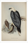 White-bellied sea-eagle by Elizabeth Gould