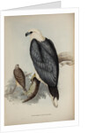 White-bellied sea-eagle by Elizabeth Gould