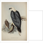 White-bellied sea-eagle by Elizabeth Gould