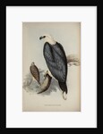 White-bellied sea-eagle by Elizabeth Gould