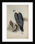 White-bellied sea-eagle by Elizabeth Gould
