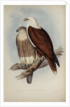 White-breasted sea-eagle by Henry Constantine Richter; Charles Joseph Hullmandel