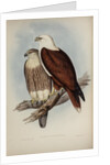 White-breasted sea-eagle by Henry Constantine Richter; Charles Joseph Hullmandel