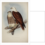 White-breasted sea-eagle by Henry Constantine Richter; Charles Joseph Hullmandel