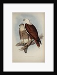 White-breasted sea-eagle by Henry Constantine Richter; Charles Joseph Hullmandel