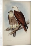 White-breasted sea-eagle by Henry Constantine Richter; Charles Joseph Hullmandel