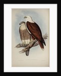 White-breasted sea-eagle by Henry Constantine Richter; Charles Joseph Hullmandel