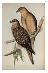 Whistling eagle by Henry Constantine Richter; Charles Joseph Hullmandel