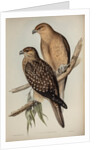 Whistling eagle by Henry Constantine Richter; Charles Joseph Hullmandel